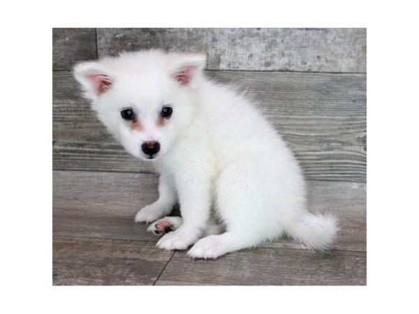 American Eskimo Dog Dog Female White 16042 Petland Chillicothe, Ohio