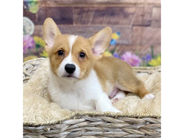 Pembroke Welsh Corgi Dog Male Sable / White 16058 Petland Chillicothe, Ohio