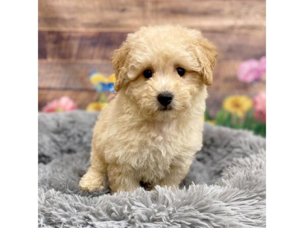 Bichonpoo Dog Female Buff 16057 Petland Chillicothe, Ohio