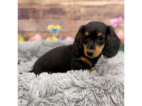 Dachshund Dog Male Black / Tan 16056 Petland Chillicothe, Ohio