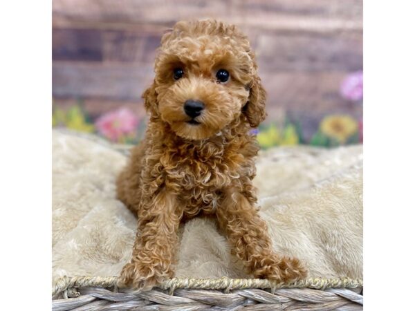 Poodle-Dog-Female-Apricot-16055-Petland Chillicothe, Ohio