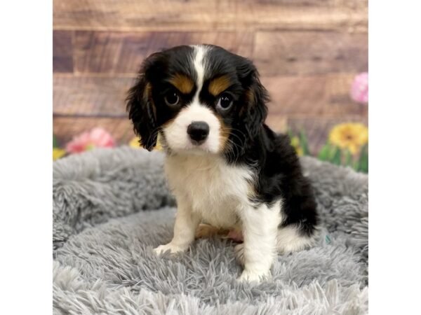 Cavalier King Charles Spaniel Dog Male Tri-Colored 16053 Petland Chillicothe, Ohio