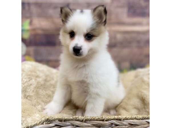 Pomsky Dog Male Black / White 16050 Petland Chillicothe, Ohio