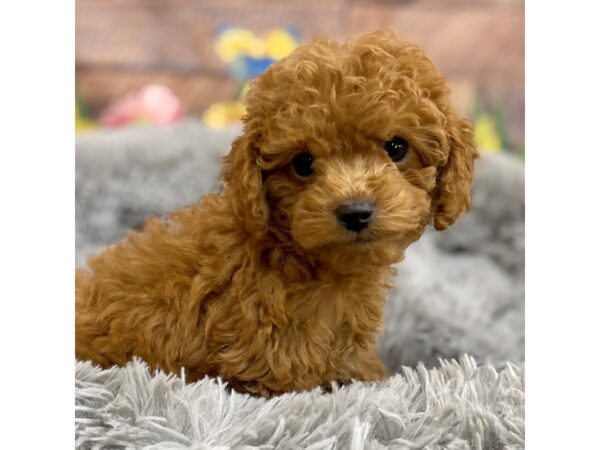 Cavapoo F2-Dog-Male-Red / White-16049-Petland Chillicothe, Ohio