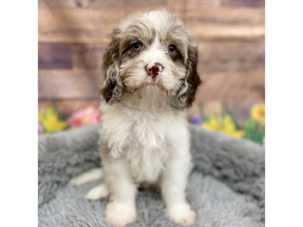 Cavapoo Dog Male Red Merle 16048 Petland Chillicothe, Ohio