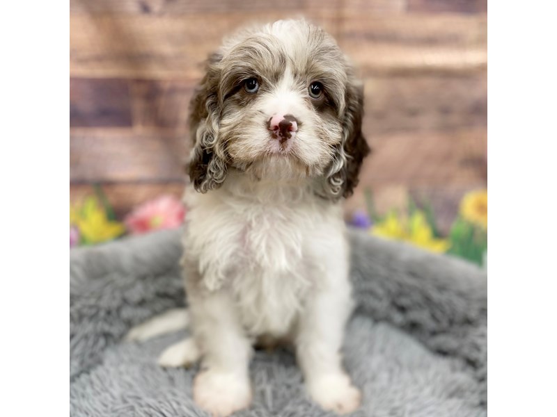 Cavapoo-Dog-Male-Red Merle-3778879-Petland Chillicothe, Ohio