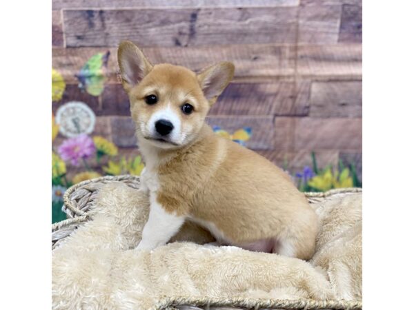 Pembroke Welsh Corgi/Shiba Inu Dog Female Red 16045 Petland Chillicothe, Ohio