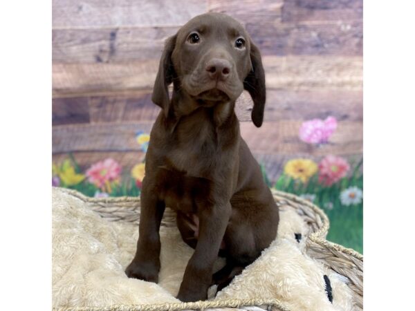 Labrador Retriever Dog Male Chocolate 16043 Petland Chillicothe, Ohio