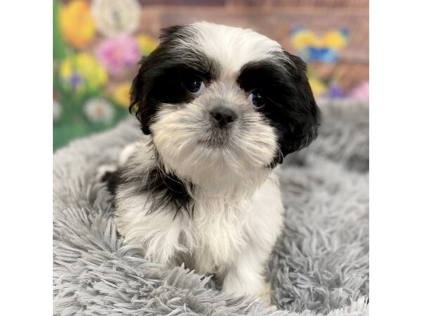 Shih Tzu Dog Female Brindle / White 16040 Petland Chillicothe, Ohio