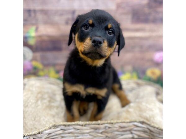 Rottweiler Dog Male Black / Rust 16039 Petland Chillicothe, Ohio