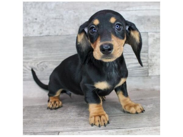 Dachshund Dog Female Black / Tan 16064 Petland Chillicothe, Ohio