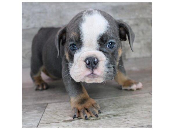 Bulldog Dog Female Blue White / Tan 16063 Petland Chillicothe, Ohio