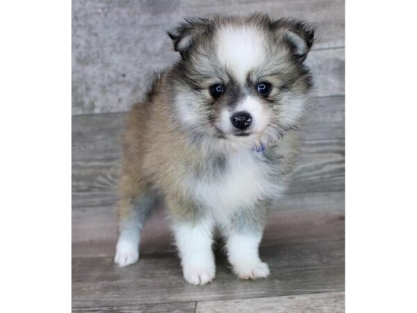 Pomeranian-Dog-Female-Red Sable-16065-Petland Chillicothe, Ohio