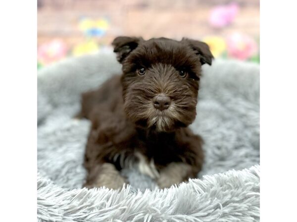 Miniature Schnauzer Dog Female Liver 16073 Petland Chillicothe, Ohio