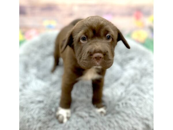 Hippo Mini-Dog-Female-Chocolate-16072-Petland Chillicothe, Ohio