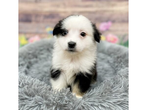 Miniature Australian Shepherd Dog Female Black Tan / White 16069 Petland Chillicothe, Ohio