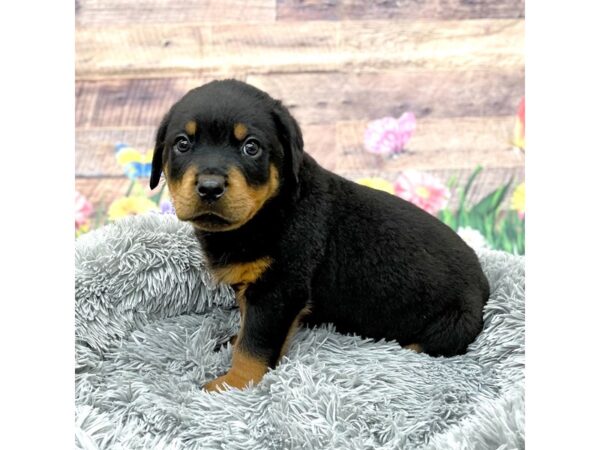 Rottweiler Dog Male Black / Tan 16068 Petland Chillicothe, Ohio