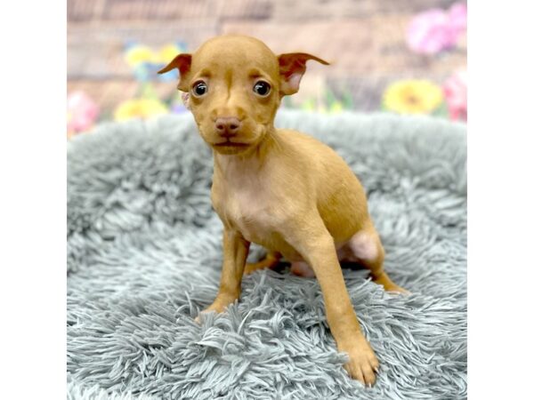 Miniature Pinscher Dog Male Red 16067 Petland Chillicothe, Ohio