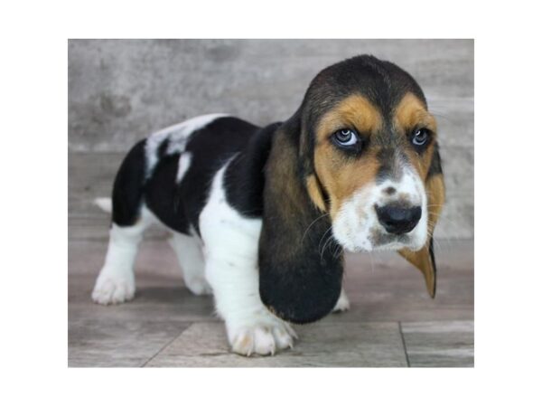 Basset Hound Dog Female Black White / Tan 16078 Petland Chillicothe, Ohio