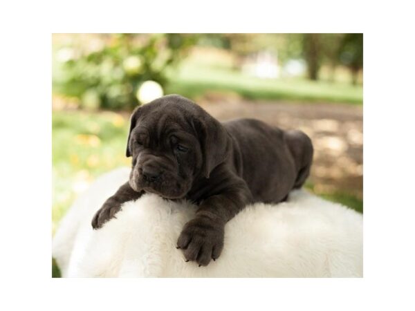 Neapolitan Mastiff Dog Female Blue 16088 Petland Chillicothe, Ohio