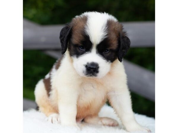 Saint Bernard Dog Male Brown / White 16098 Petland Chillicothe, Ohio