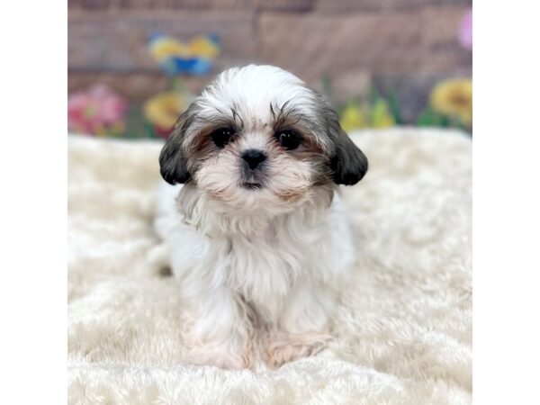 Shih Tzu Dog Female Gold / White 16095 Petland Chillicothe, Ohio