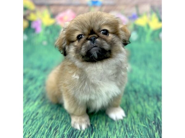 Pekingese-Dog-Male-Brown-16075-Petland Chillicothe, Ohio