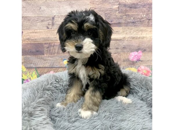 Bernedoodle Mini 2nd Gen Dog Female Black White / Tan 16079 Petland Chillicothe, Ohio