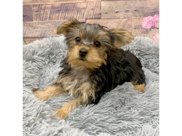 Yorkshire Terrier Dog Female black and tan 16074 Petland Chillicothe, Ohio