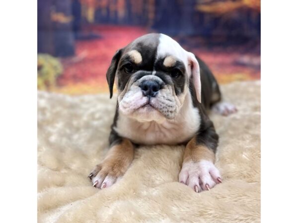 Bulldog Dog Female Blue White / Tan 16104 Petland Chillicothe, Ohio