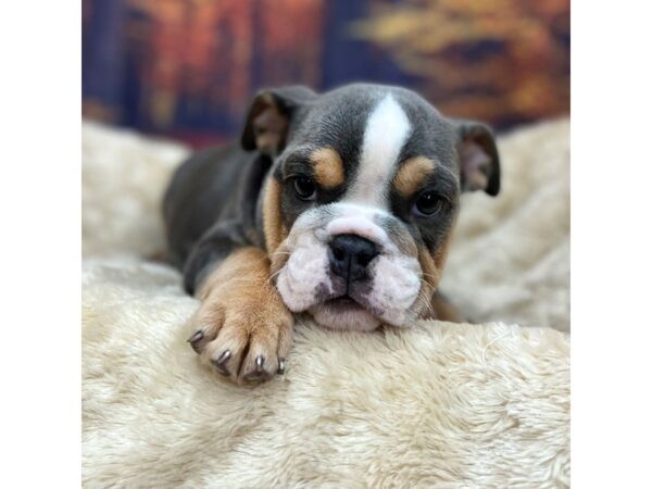 Bulldog Dog Male Blue White / Tan 16105 Petland Chillicothe, Ohio