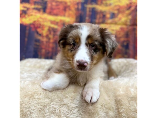 Australian Shepherd Dog Female Red Merle 16107 Petland Chillicothe, Ohio