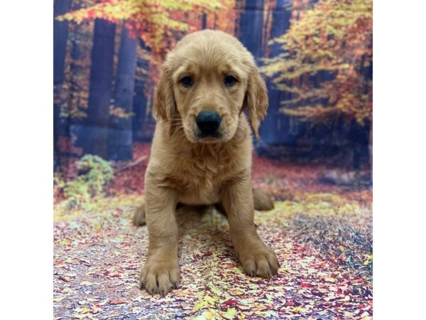 Golden Retriever Dog Male Gold 16115 Petland Chillicothe, Ohio