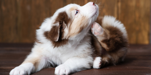 Pet Store Banner