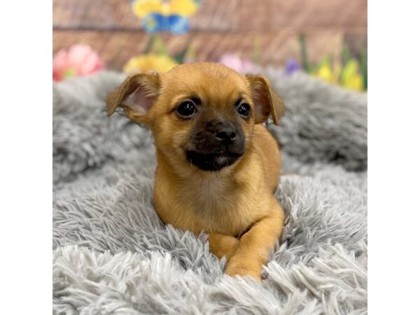 Chihuahua Dog Male Red 16054 Petland Chillicothe, Ohio