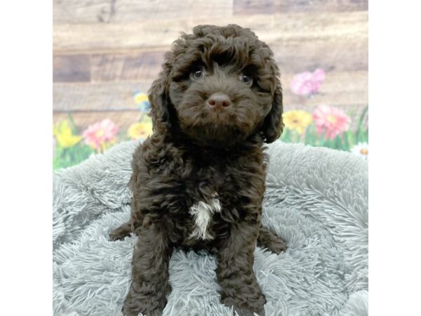 Labradoodle Mini 2nd Gen Dog Female Chocolate 16066 Petland Chillicothe, Ohio