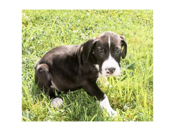 Great Dane Dog Male Black / White 16096 Petland Chillicothe, Ohio