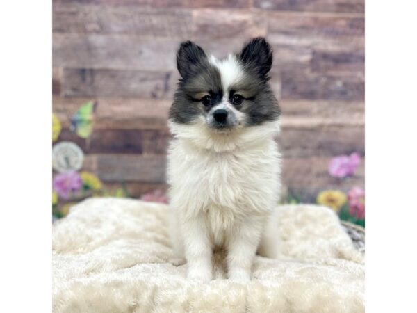 Pomeranian Dog Male White 16097 Petland Chillicothe, Ohio