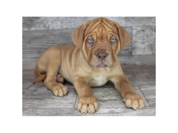 Dogue de Bordeaux Dog Female Red 16112 Petland Chillicothe, Ohio