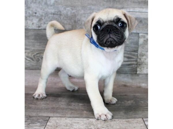 Pug-Dog-Male-Fawn-16111-Petland Chillicothe, Ohio