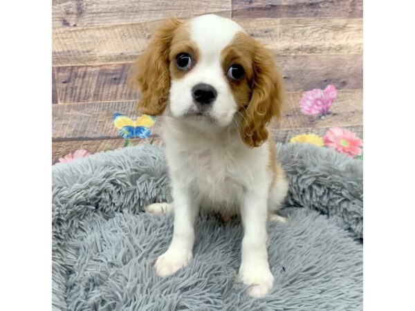 Cavalier King Charles Spaniel-Dog-Male-Blenheim-16086-Petland Chillicothe, Ohio