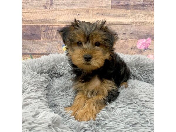 Yorkiepoo Dog Male Black / Tan 16081 Petland Chillicothe, Ohio