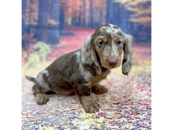 Dachshund Dog Male Chocolate / Tan 16109 Petland Chillicothe, Ohio