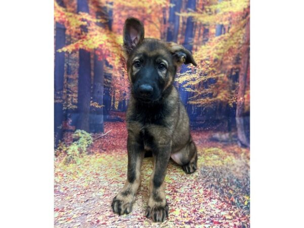 German Shepherd Dog Dog Male Sable 16113 Petland Chillicothe, Ohio