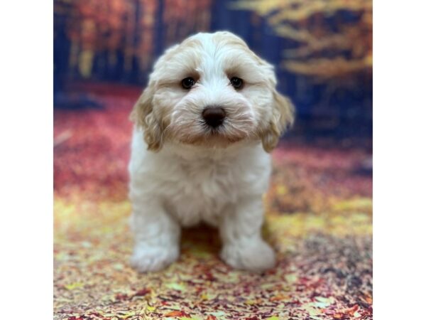 Havanese Dog Female White / Cream 16165 Petland Chillicothe, Ohio