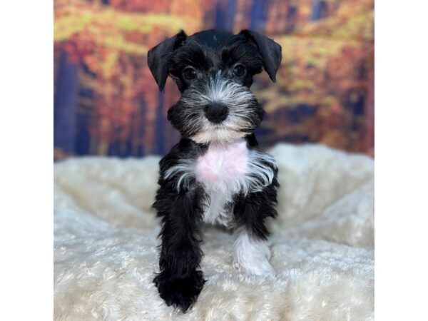 Miniature Schnauzer Dog Female Black 16117 Petland Chillicothe, Ohio