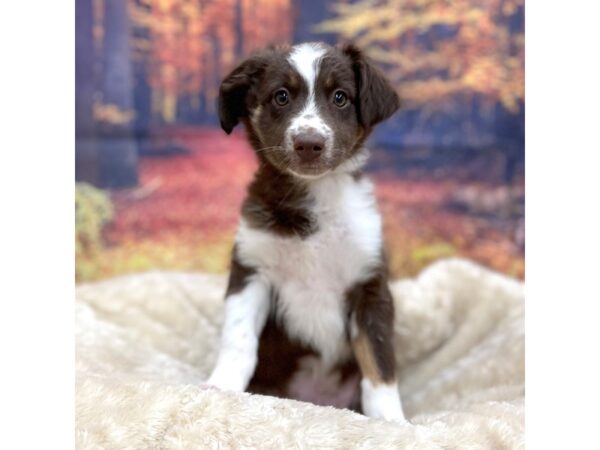 Miniature American Shepherd Dog Male Red Tan / White 16118 Petland Chillicothe, Ohio