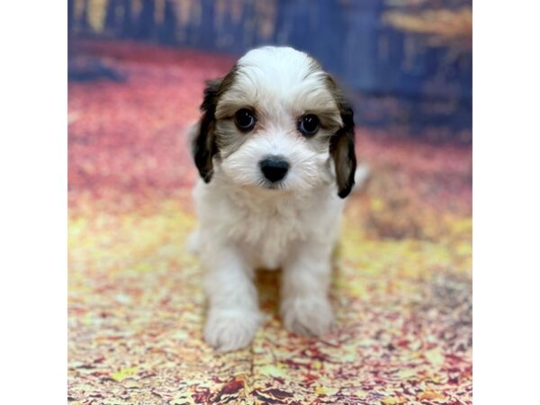 Cavachon-Dog-Female-Sable / White-16119-Petland Chillicothe, Ohio