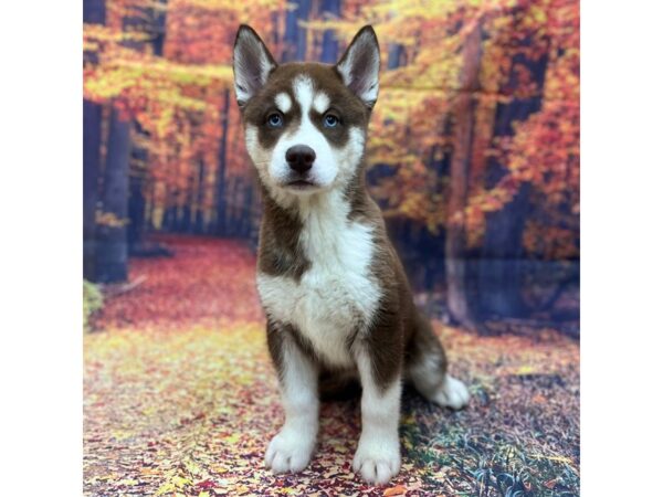 Siberian Husky-Dog-Female-Brown-16120-Petland Chillicothe, Ohio