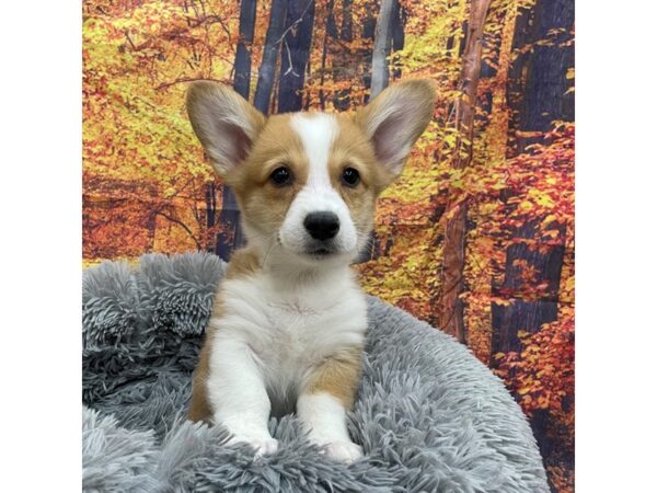 Pembroke Welsh Corgi Dog Male Sable / White 16129 Petland Chillicothe, Ohio